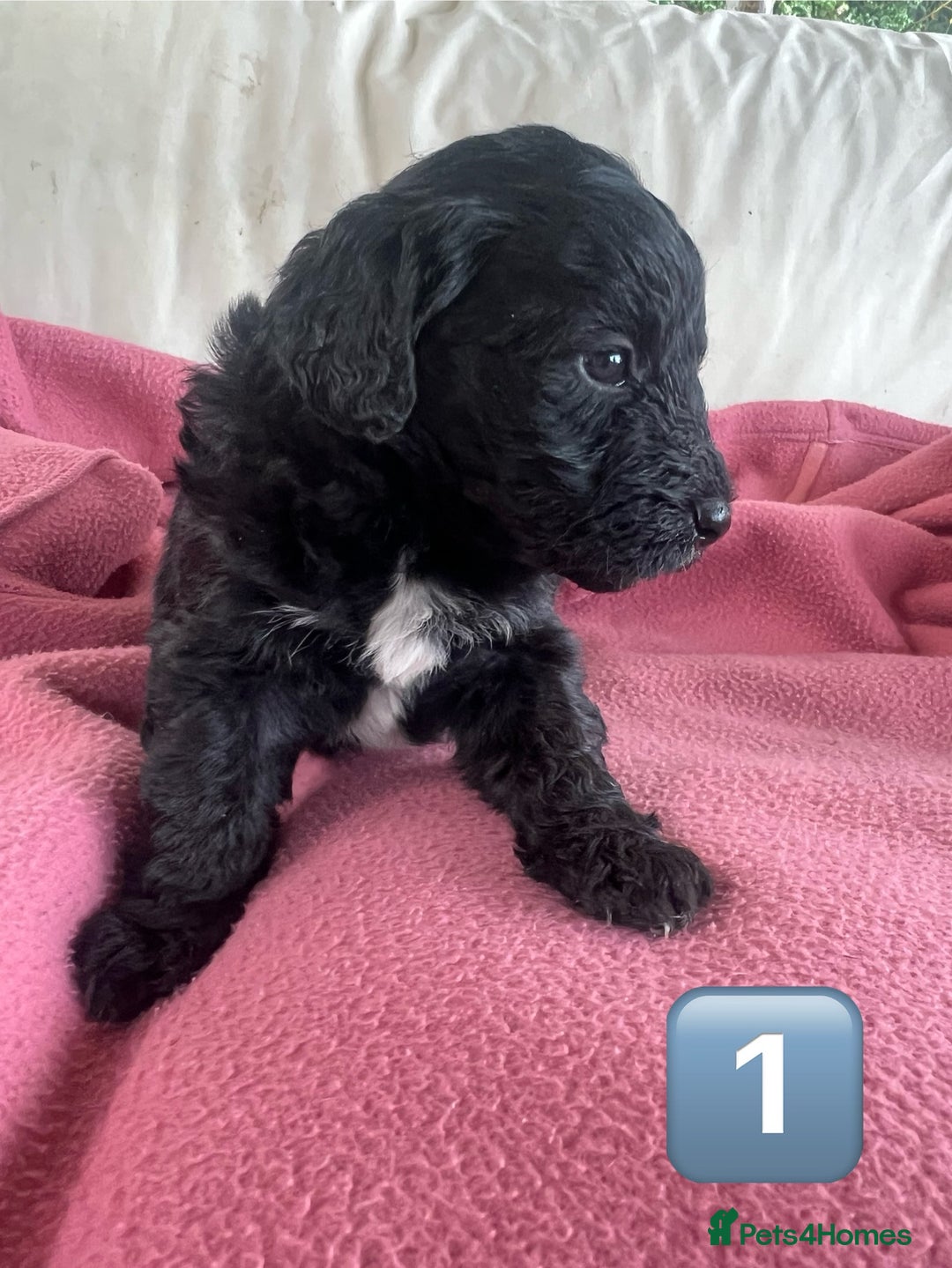 Bordoodle dogs for sale: Adorable Bordoodle (collie-poo) pups for sale  - Image 18