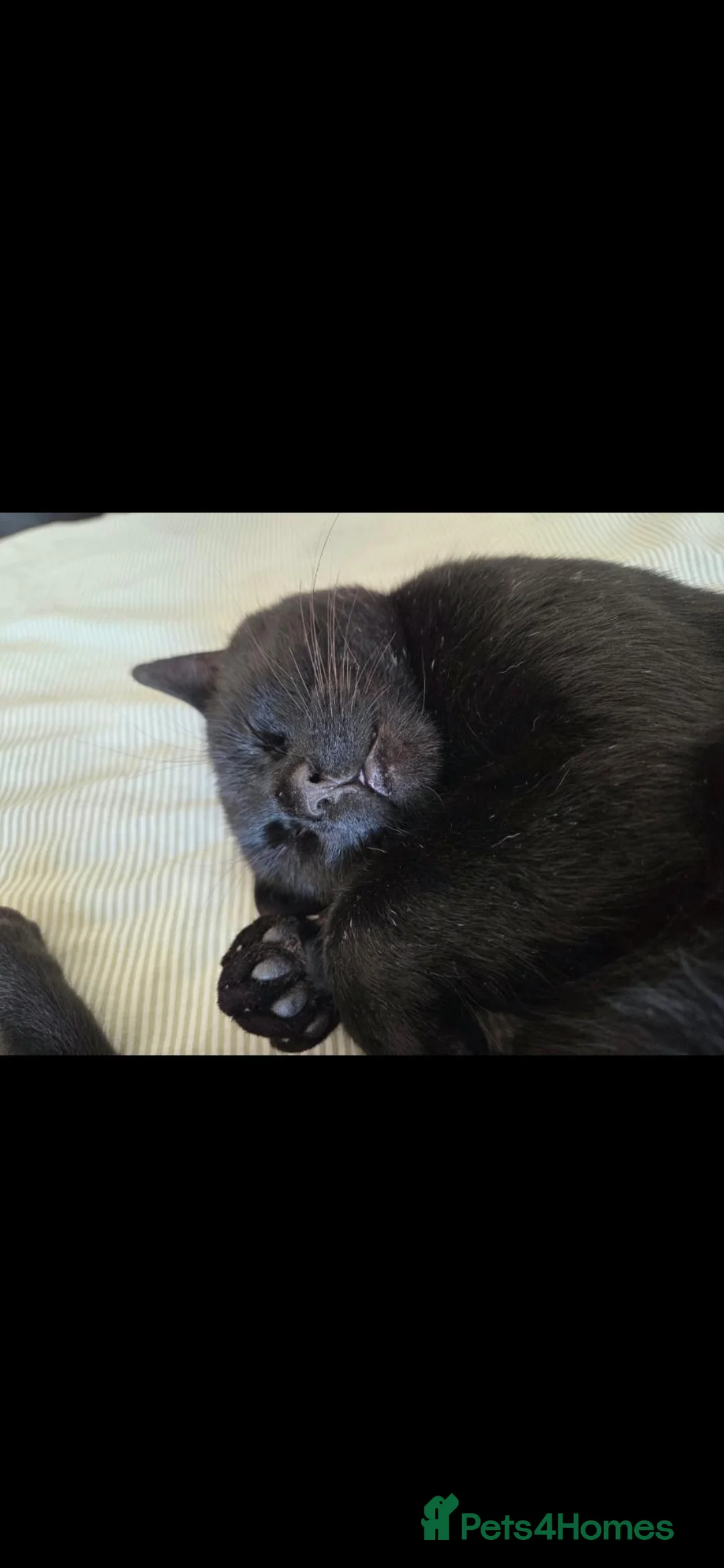 Domestic Shorthair cats for sale: 4 year old female and 3 year old male. - Advert 2