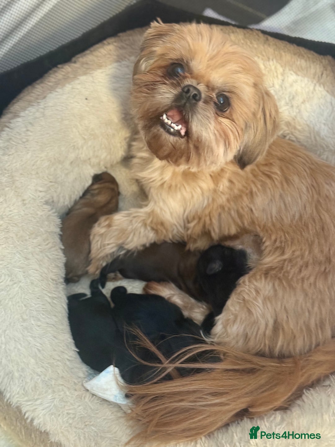 Shih Tzu dogs for sale: Shih Tzu - Image 12