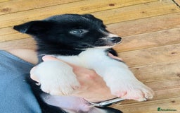 Border Collie dogs for sale: Gorgeous Border Collie puppies  - Image 14
