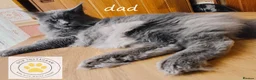 Maine Coon cats for sale: Dna health tested XXL Maine coon kittens  - Advert 8
