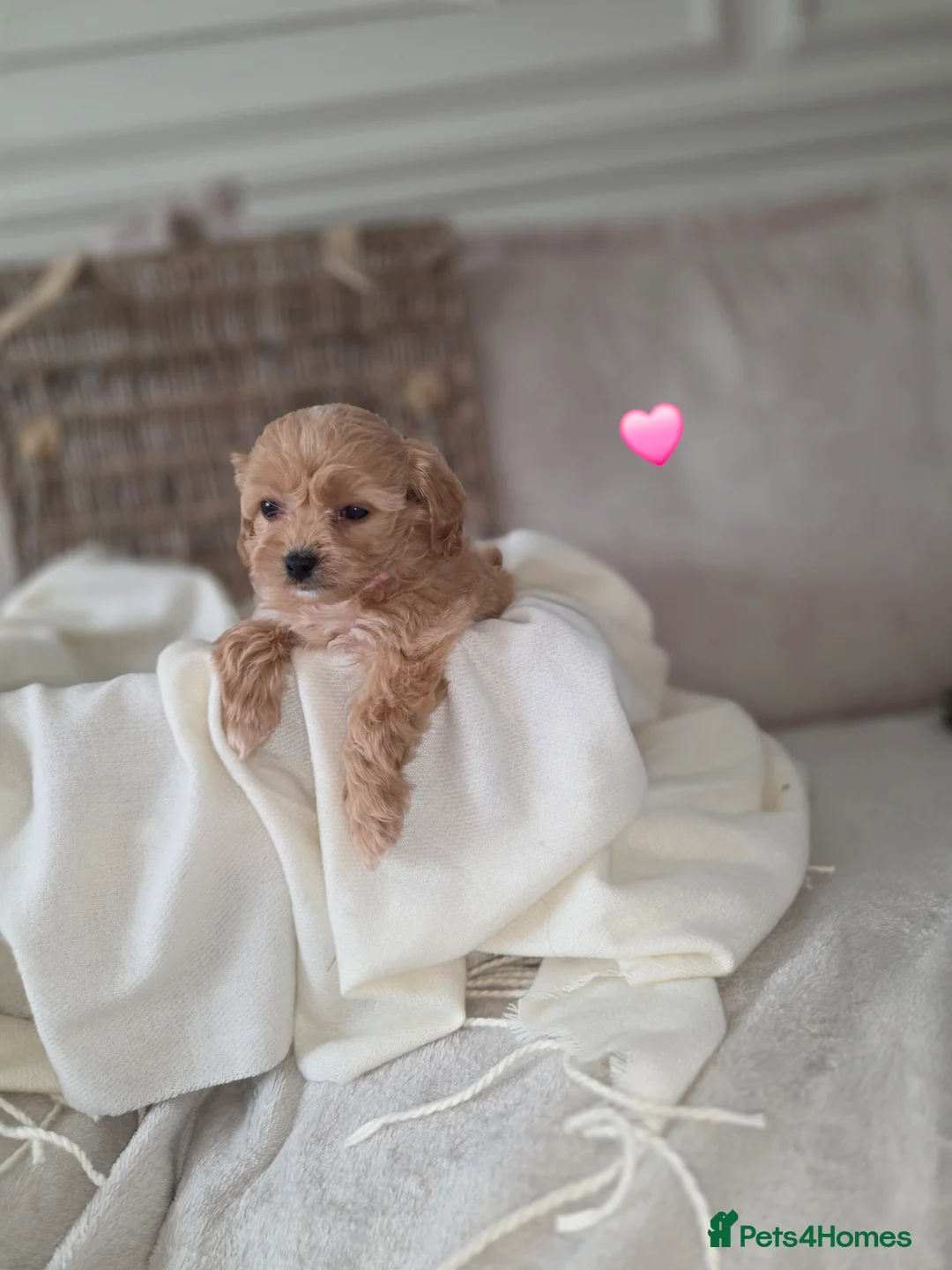 Maltipoo dogs for sale: Five gorgeous multi-poo puppies 3boys 2 girls - Advert 24