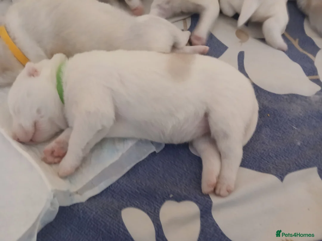 Siberian Husky dogs for sale: 1 SIB HUSKY GIRL LEFT CAN LEAVE 12/02/26 - Advert 23