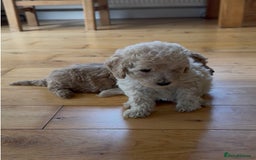 Poochon dogs for sale: Tiny farm bred teddy bear bundles of fun !  - Image 21