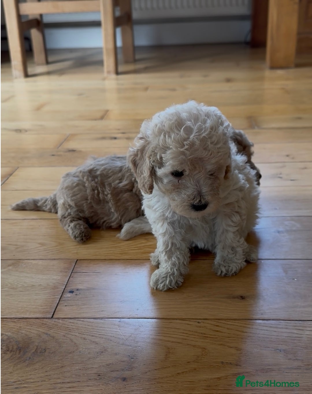 Poochon dogs for sale: Tiny farm bred teddy bear bundles of fun !  - Image 21