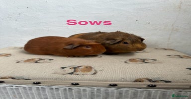 Guinea Pig rodents - Advert 8