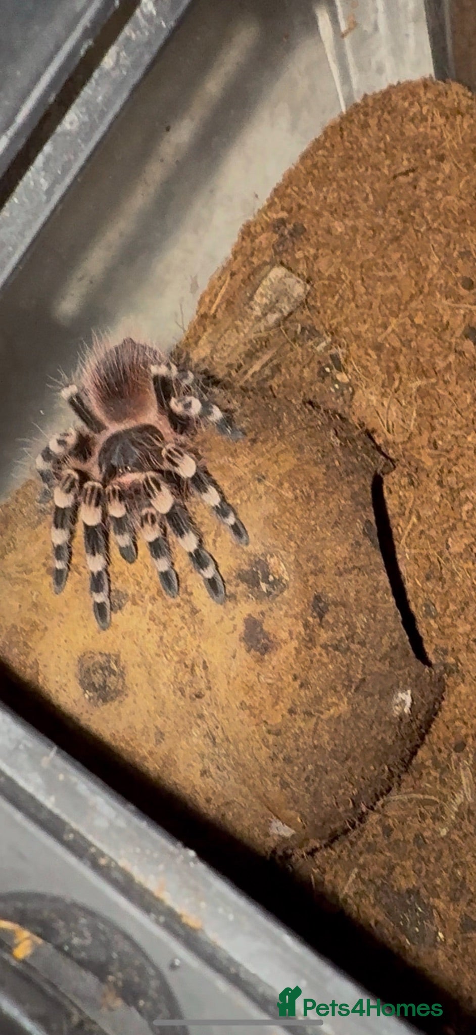 Tarantulas invertebrates Bundle of tarantulas  - Advert 3