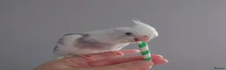 Cockatiels birds for sale: Hand reared silly tame DNA sexed baby cockatiels  - Advert 30
