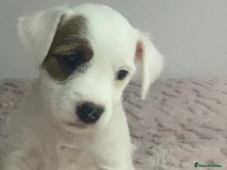 Parson Russell dogs Kc Champion Bred Parson Pups Crufts winning lines - Advert 6