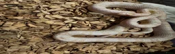 Corn Snake reptiles for sale: Corn snake  - Advert 3