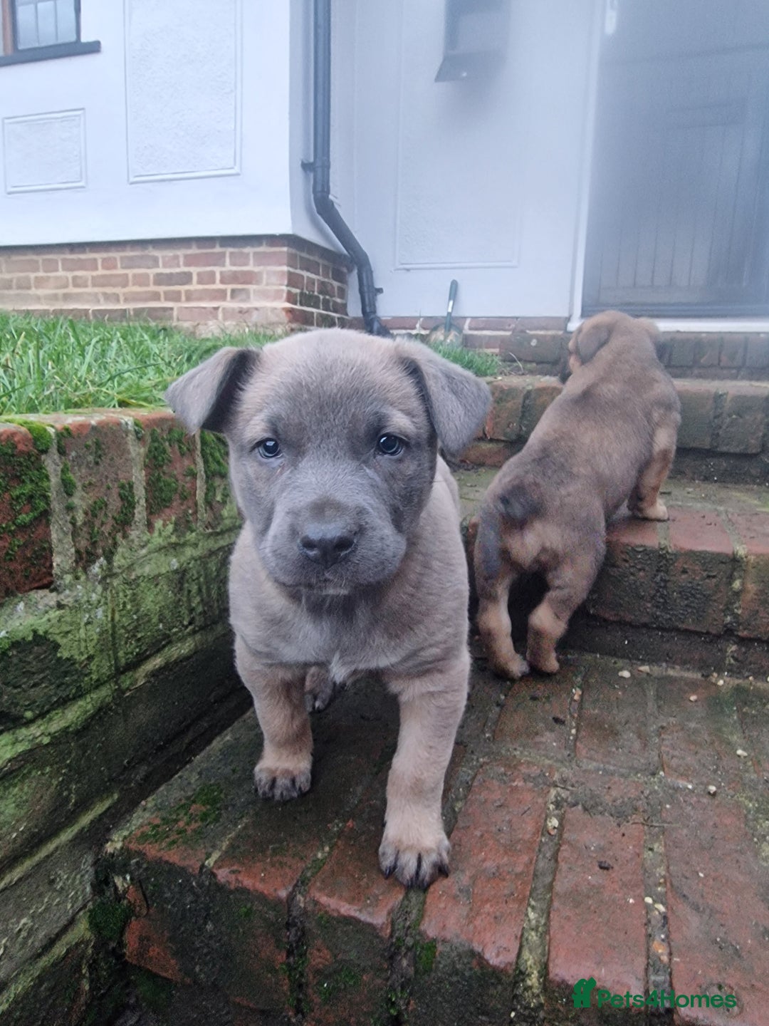 Mixed Breed dogs for sale: Dutch shepered X Doberman x malinois puppys  - Advert 12