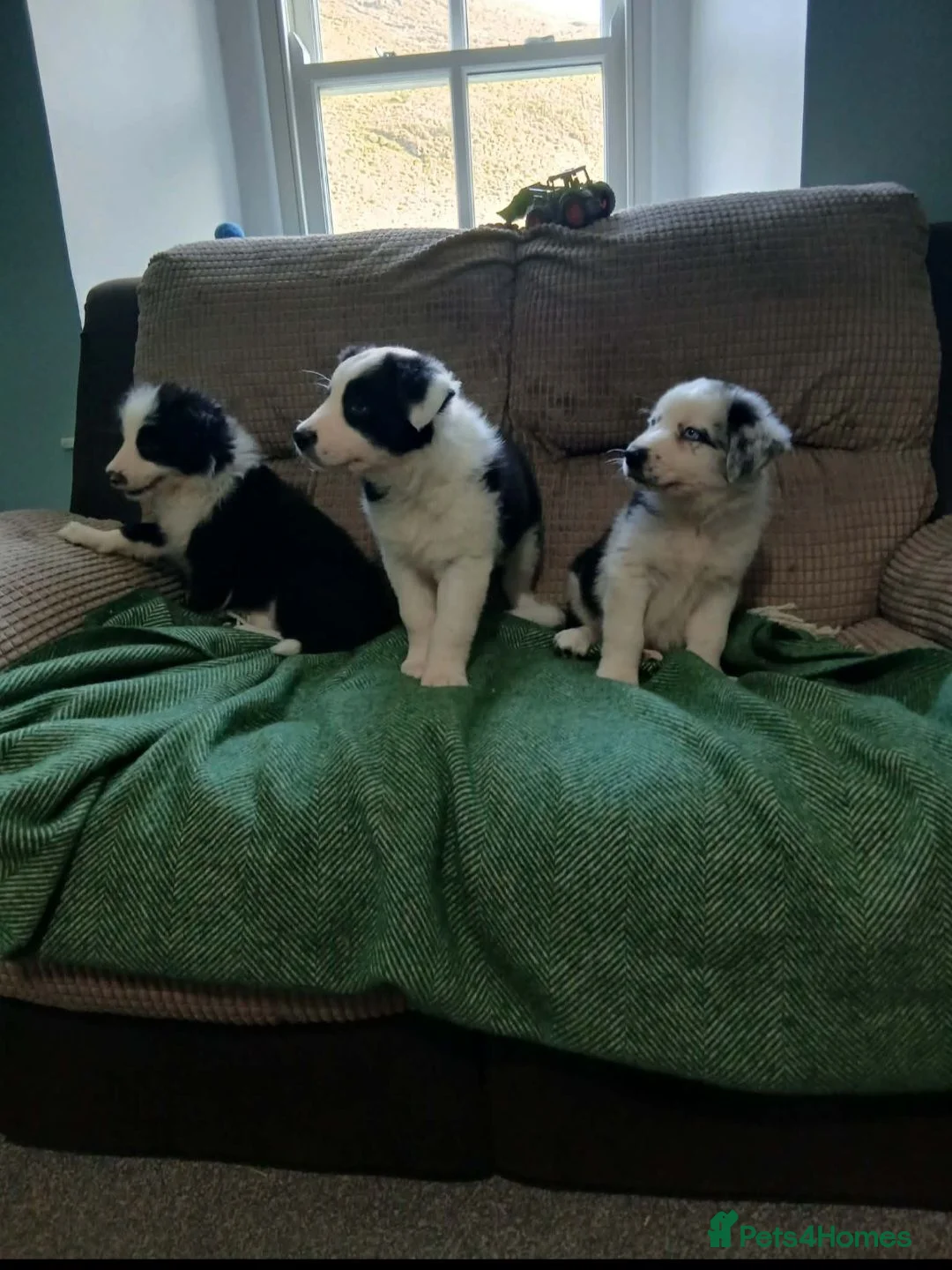 Mixed Breed dogs for sale: Beautiful bearded collie cross blue merle collie  - Advert 1
