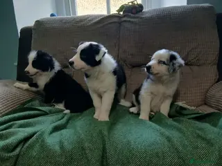 Mixed Breed dogs Beautiful bearded collie cross blue merle collie - Advert 1