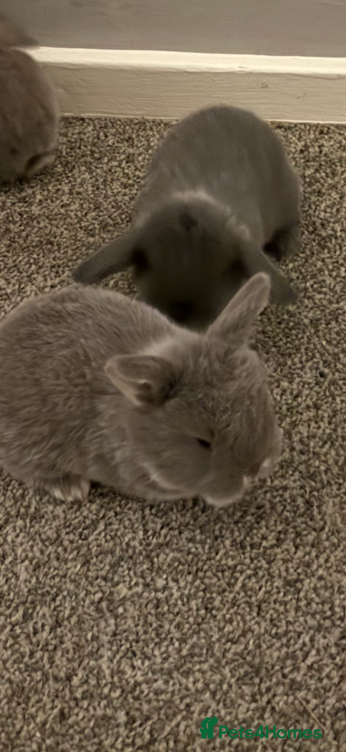 French Lop rabbits French lop - Advert 1