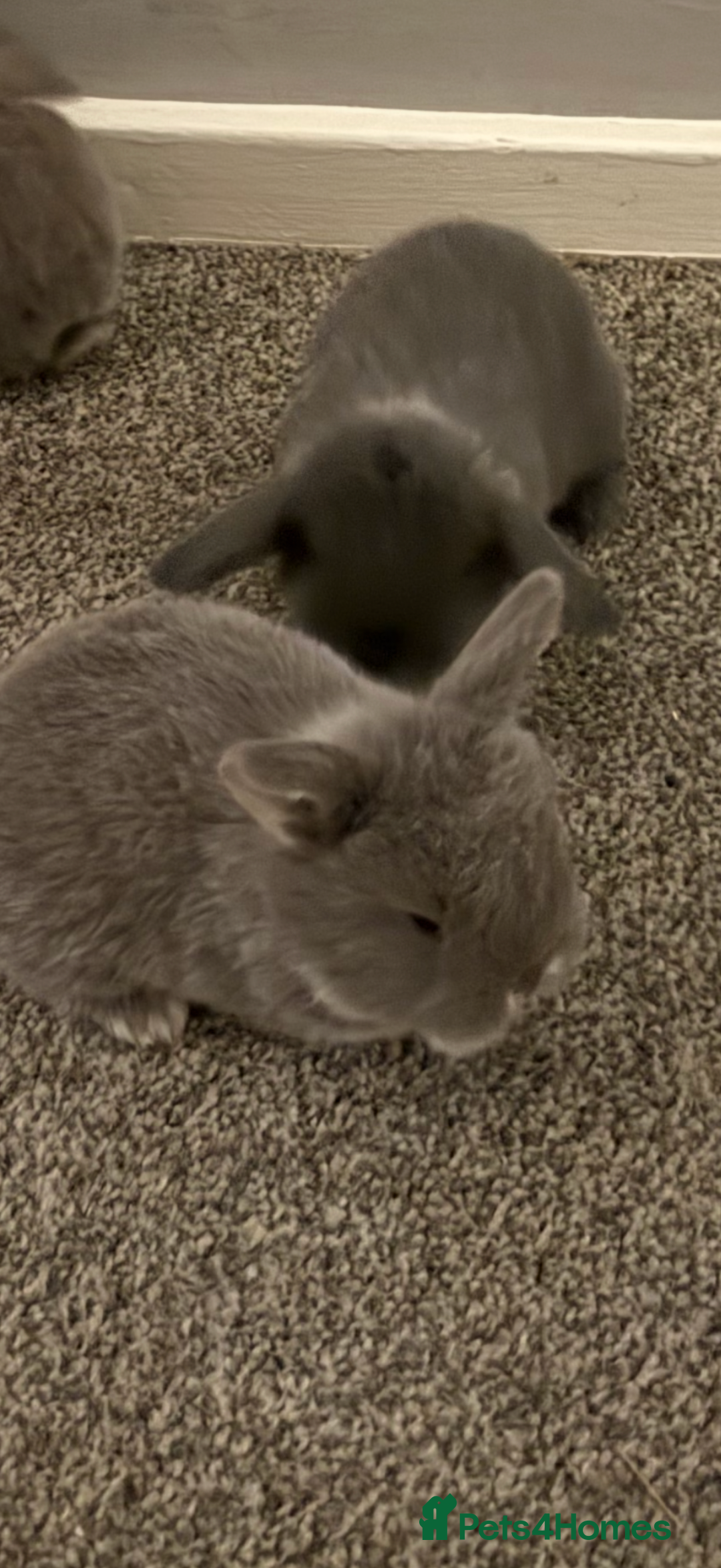 French Lop rabbits for sale: French lop - Advert 1