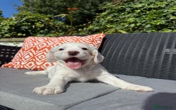 Cocker Spaniel dogs for sale: 2 pups left! Gorgeous Working Cocker Spaniels - Image 3