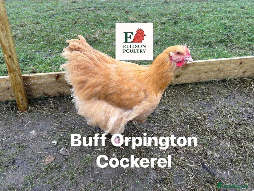 Chickens poultry for sale: Pure breed Chickens - Advert 6