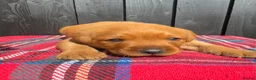Labrador Retriever dogs for sale: 🧡 Fox Red KC working Labrador’s  in Thetford - Advert 25