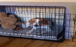 Beagle dogs for adoption: Blaze needs his forever home - Image 4