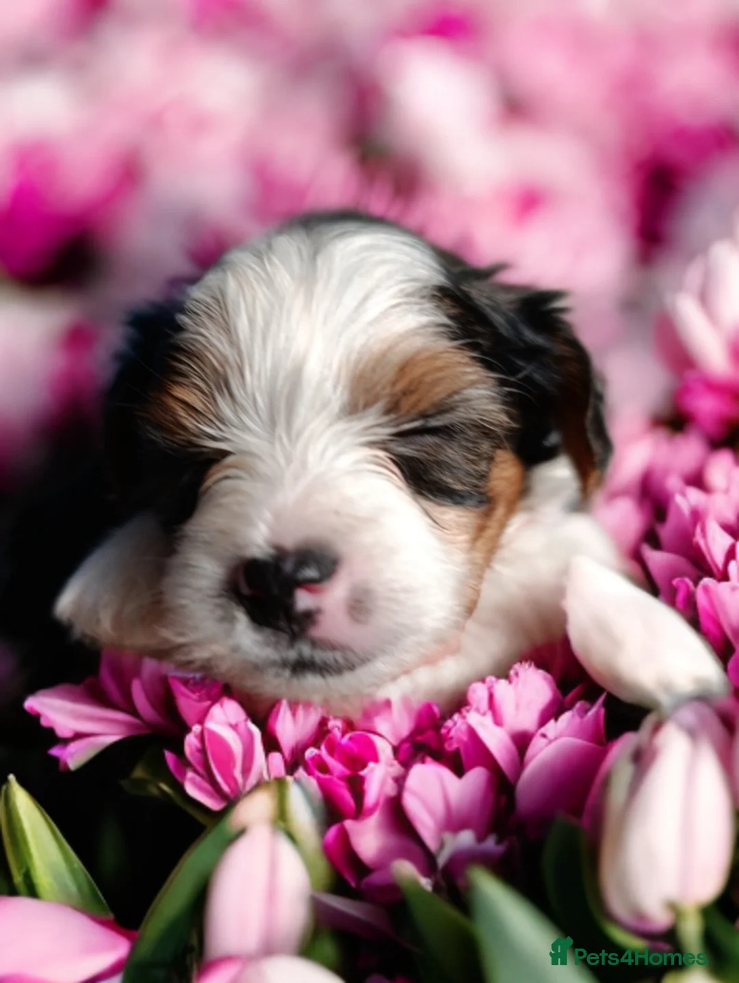 Yorkshire Terrier dogs for sale: Posh puppies😍 colored Yorkshire terrier, Biewer - Advert 11