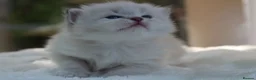 Ragdoll cats for sale: Outstanding Pedigree GCCF Ragdoll Kittens - Advert 10