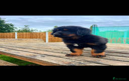 Tibetan Mastiff dogs for sale: 6 Tibetan Mastiff Puppies - Image 20