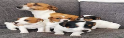 Jack Russell dogs for sale: Superb Veterinary Docked working Jack Russells - Advert 3