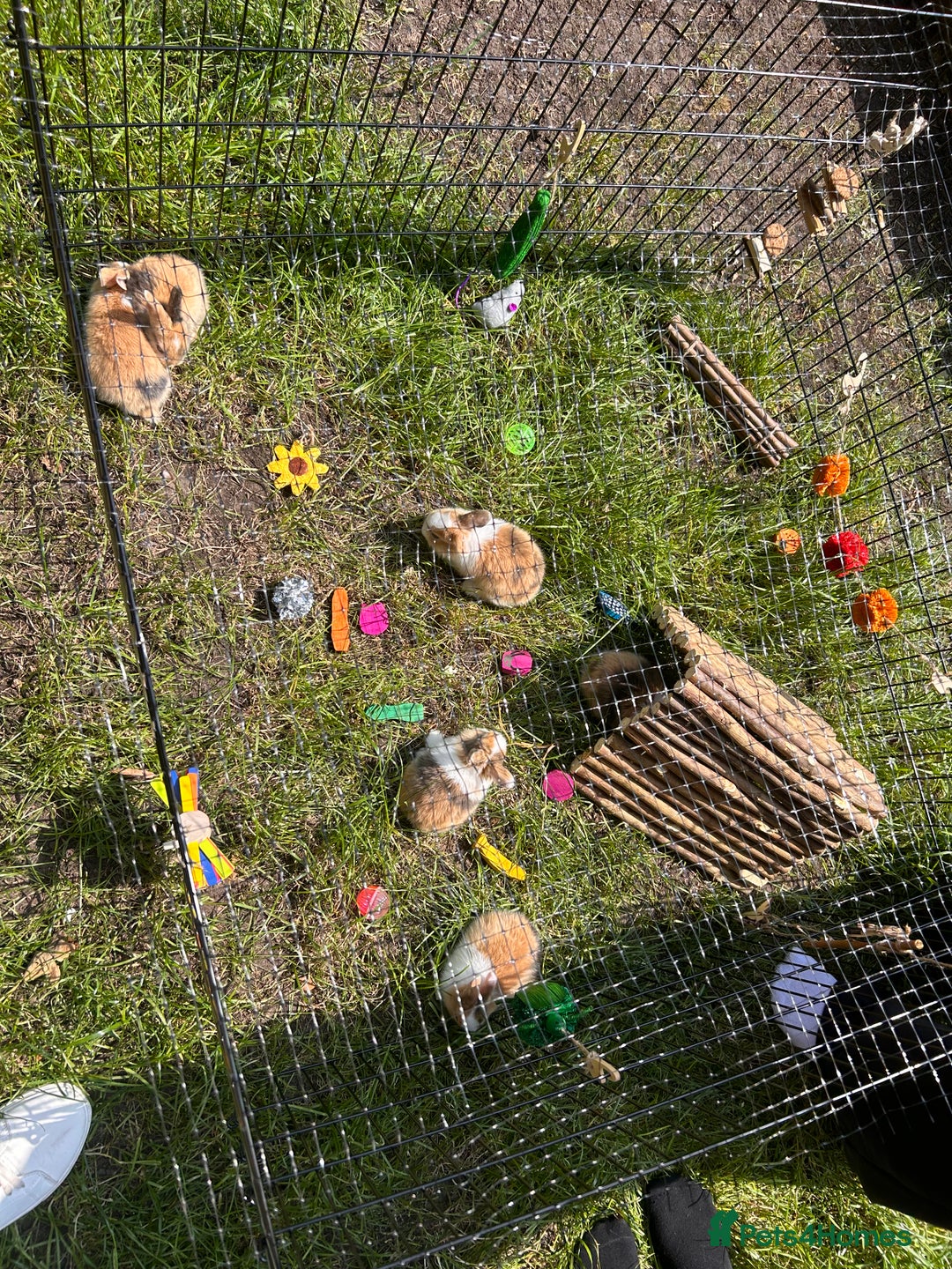 Netherland Dwarf rabbits for sale: Netherland dwarf Dutch  in Hemel Hempstead - Image 1