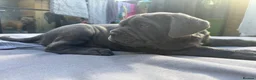 Neapolitan Mastiff dogs for sale: 1 girl puppy Neapolitan mastiff 8 week  - Advert 15