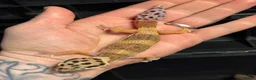 Leopard Gecko reptiles for sale: STUNNING LEOPARD GECKOS WOW AMAZING LAST FEW  - Advert 5
