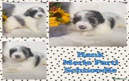 Schnoodle dogs for sale: Stunning F1 Mega Coat Parti Merle Schnoodles  - Image 3