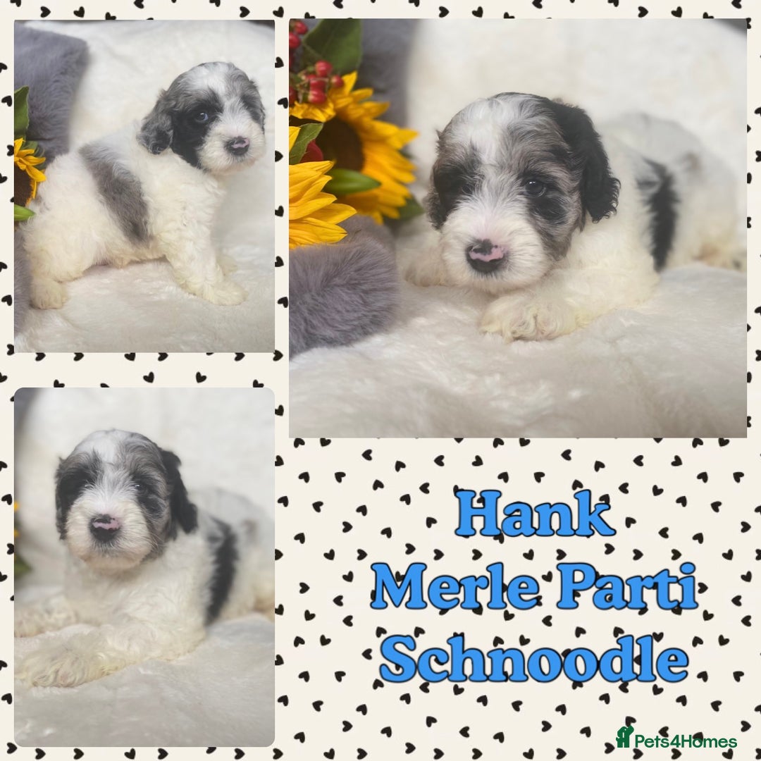 Schnoodle dogs for sale: Stunning F1 Mega Coat Parti Merle Schnoodles  - Image 3