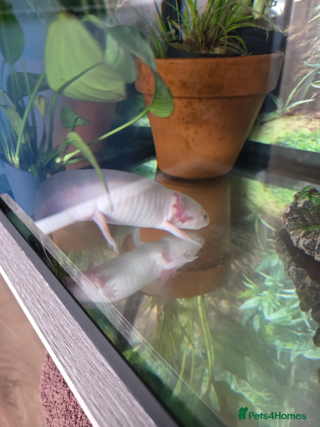 Axolotl reptiles for sale: Pink Axolotl for sale - Advert 1