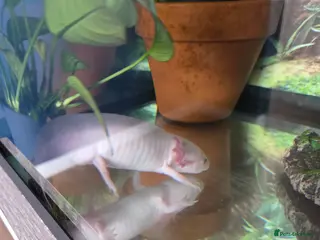 Axolotl reptiles Pink Axolotl for sale - Advert 1