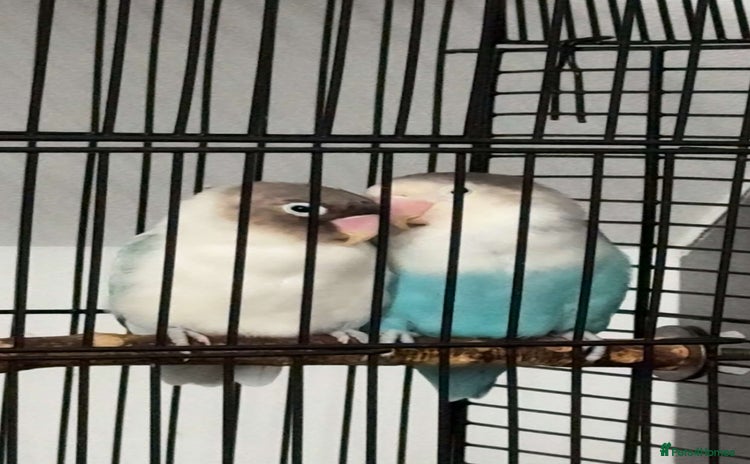 Lovebirds birds - Advert 1
