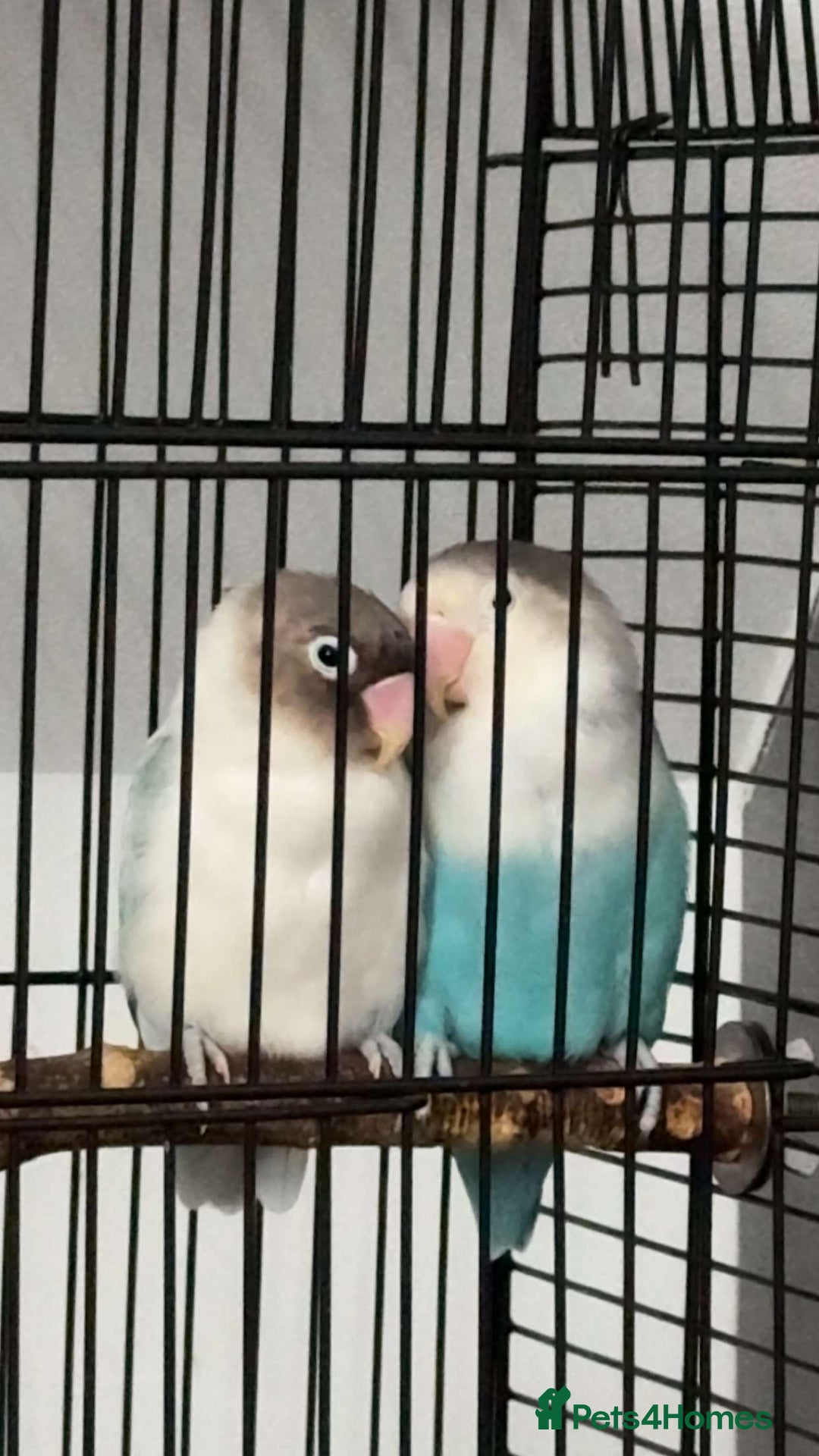 Lovebirds birds for sale: Lovebirds  - Image 1