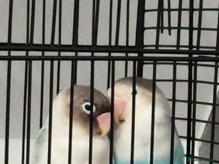 Lovebirds birds - Advert 17