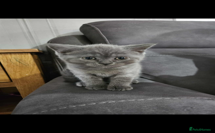 British Shorthair cats - Advert 3