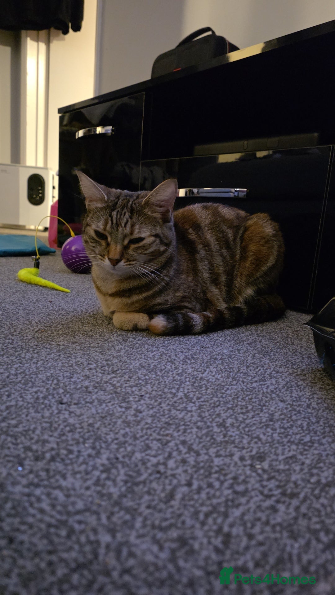 British Shorthair cats for sale: Whiskey - British Shorthair for sale - Advert 2