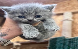 British Shorthair cats for sale: British Shorthair  - Image 15