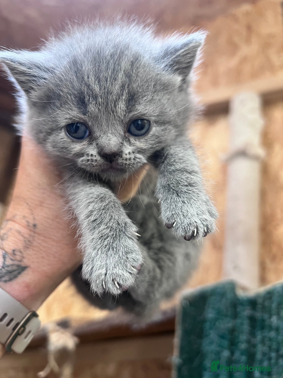 British Shorthair cats for sale: British Shorthair  - Image 15