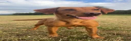 Labrador Retriever dogs for sale: Fox red Labradors  - Advert 6