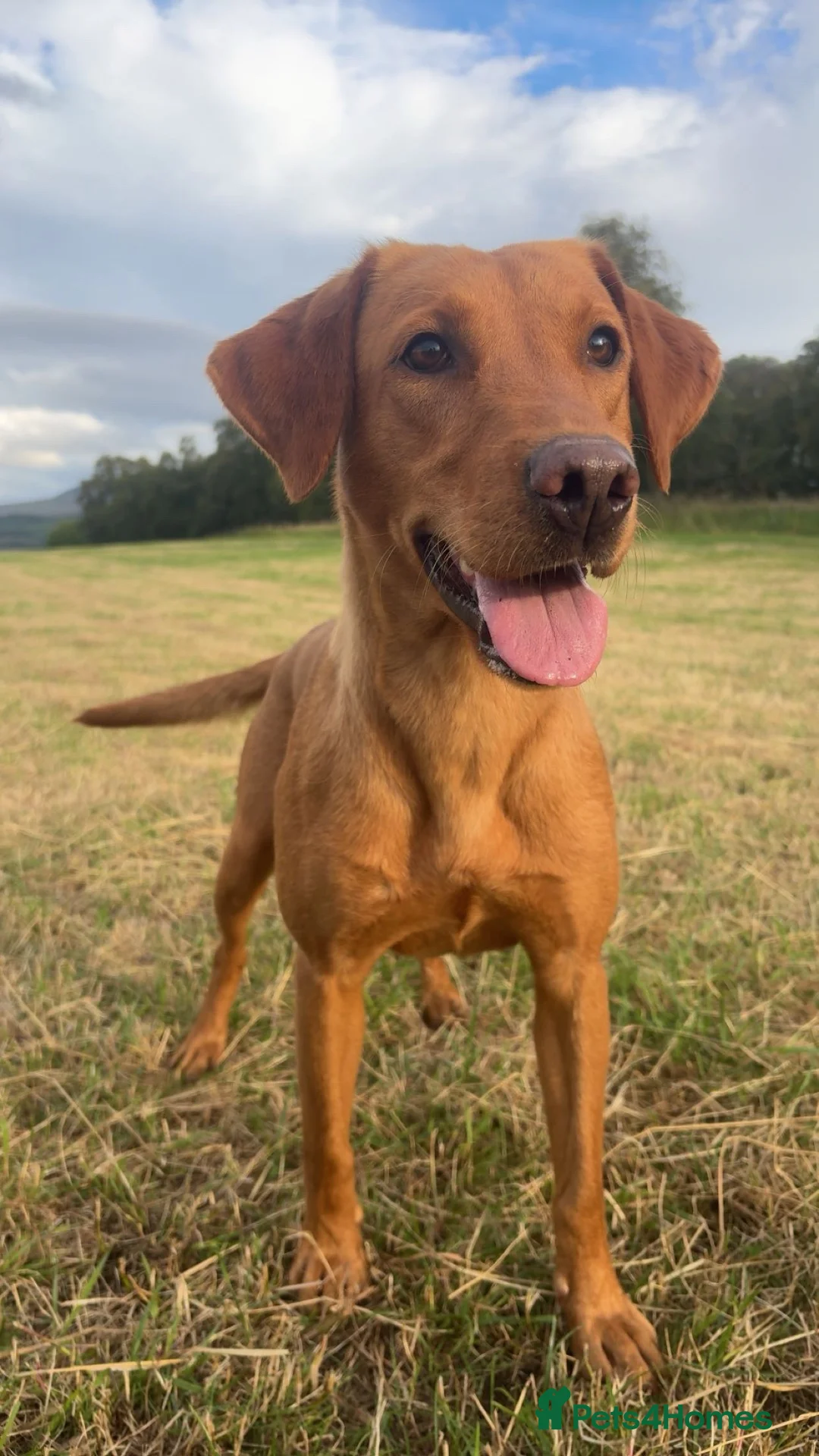 Labrador Retriever dogs for sale: Fox red Labradors  - Advert 6