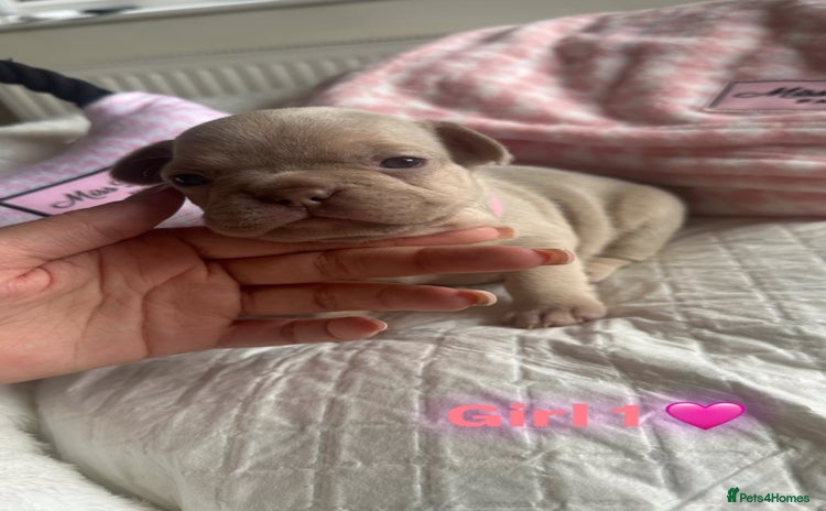 French Bulldog dogs - Advert 12