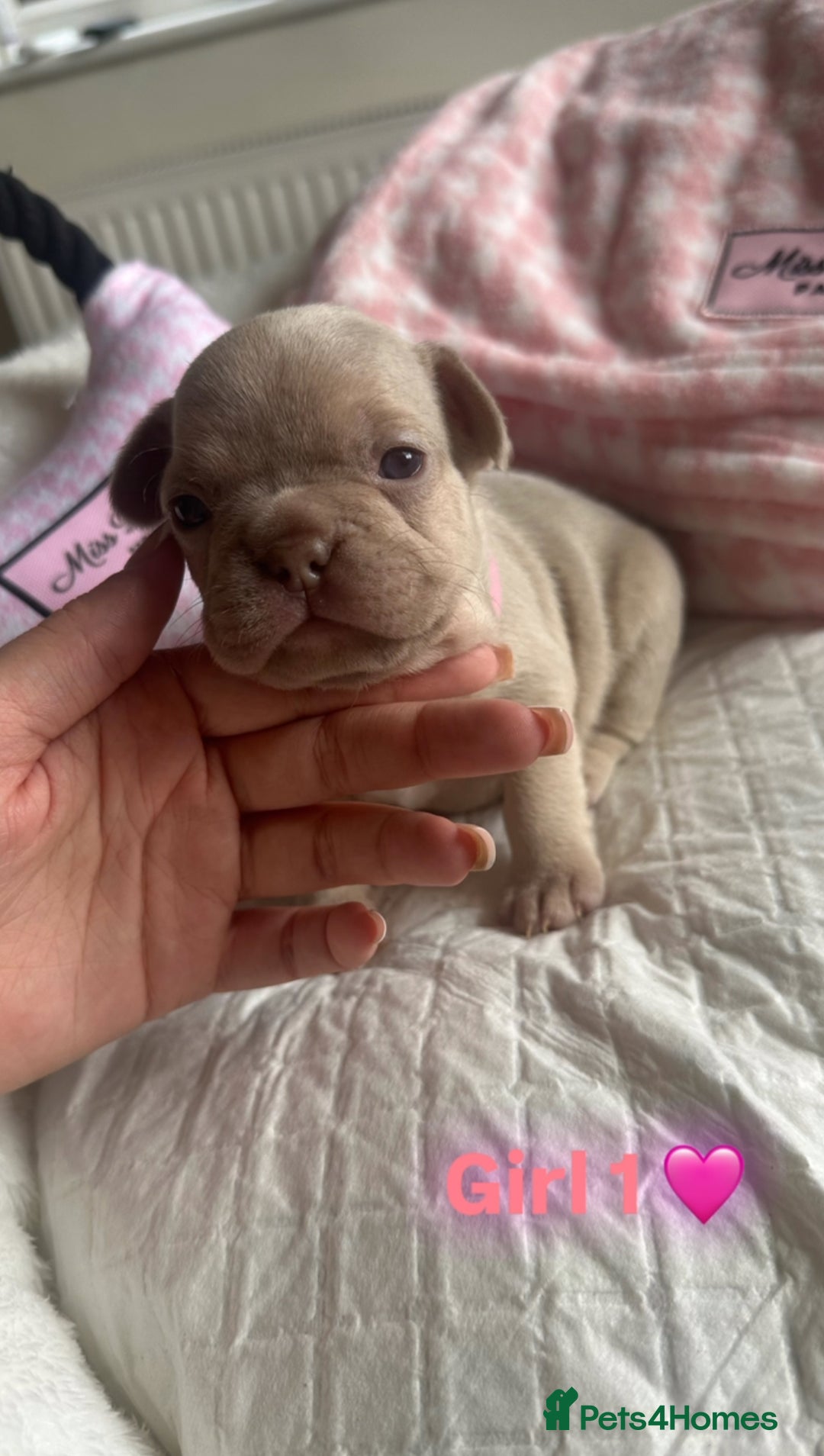 French Bulldog dogs for sale: French Bulldog Puppies - Image 1