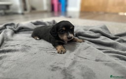 Miniature Dachshund dogs for sale: Long haired miniature dachshund  - Image 6