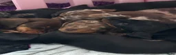 Miniature Dachshund dogs for sale: 4 Miniature Dashund Boys READY NOW in Blackburn - Advert 22