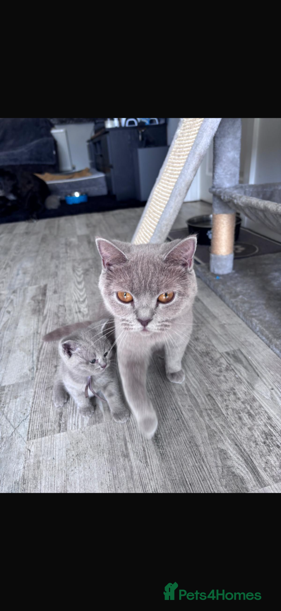 British Shorthair cats BSH British short hair - Advert 3