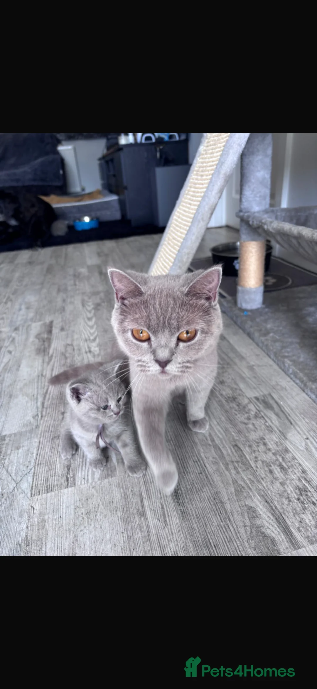 British Shorthair cats for sale: BSH British short hair - Advert 1