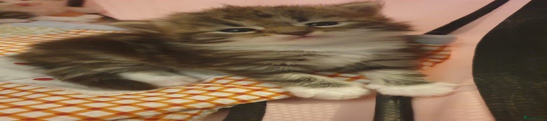Siberian Kitten 1
